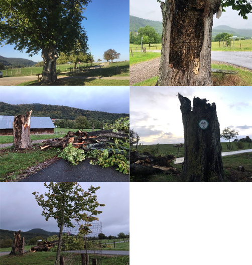 251005_Mort_D_Un_Geant_2 251005_Mort_D_Un_Geant_2